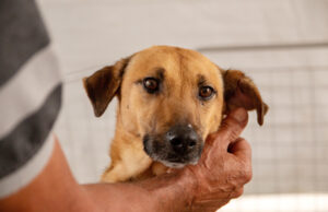 UBS na Vila Menck recebe nova edição da Feira de Adoção de Cães e Gatos em Carapicuíba