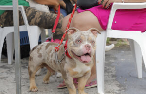 Agendamento para castração de cães e gatos em Barueri estará disponível na próxima semana