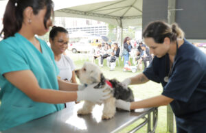 Barueri prepara ‘Dia Animal’ para o próximo final de semana