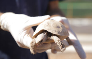 Cetas de Barueri envia mais de 180 jabutis para repatriação no Estado de Sergipe