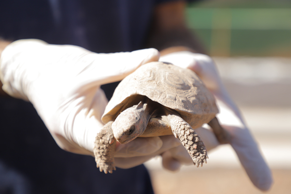 Barueri-Jabutis-Sergipe