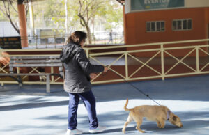 Sema de Barueri abre período de agendamento e disponibiliza250 vagas para castração de cães e gatos da cidade