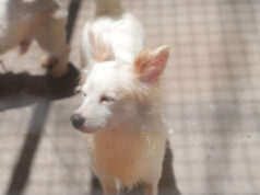 Sema divulga calendário de dezembro das feiras de adoção de cães e gatos em Barueri