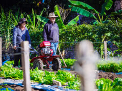 Osasco publica edital para selecionar agricultores familiares em programa de aquisição de alimentos
