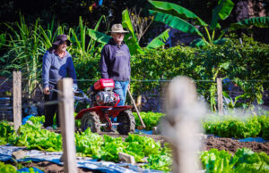Osasco publica edital para selecionar agricultores familiares em programa de aquisição de alimentos