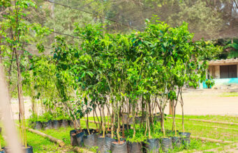 Projeto Pomares Urbanos visa fortalecer áreas verdes, segurança alimentar e agenda climática em Osasco