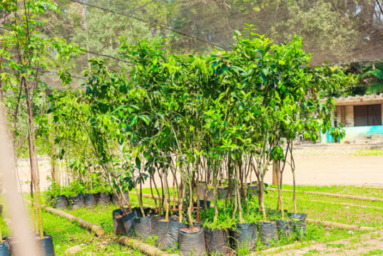 Projeto Pomares Urbanos visa fortalecer áreas verdes, segurança alimentar e agenda climática em Osasco