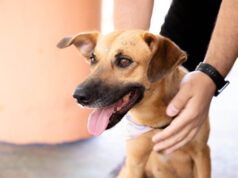 Barueri oferece 250 vagas para castração gratuita de pets e abre inscrições no dia 1º de abril