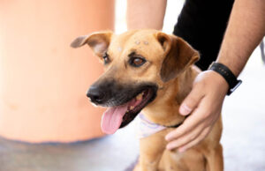 Barueri oferece 250 vagas para castração gratuita de pets e abre inscrições no dia 1º de abril