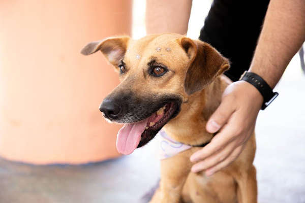 Barueri-Agenda-Castra