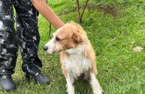 Sema de Barueri divulga calendário das feiras de adoção de pets para o mês de março
