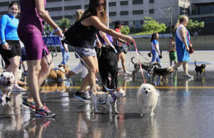 Cãominhada acontece neste sábado em Barueri