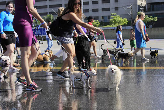 Cãominhada acontece neste sábado em Barueri