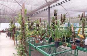 Barueri abre inscrições para dois cursos voltados à conscientização do meio ambiente