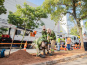 Parceria em Barueri implanta programa para substituir árvores com risco de queda