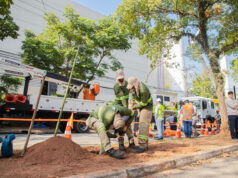 Parceria em Barueri implanta programa para substituir árvores com risco de queda