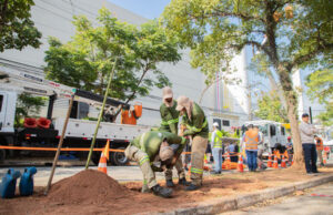 Parceria em Barueri implanta programa para substituir árvores com risco de queda