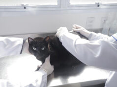 Vacinação antirrábica gratuita para cães e gatos é intensificada em Barueri durante Julho Dourado