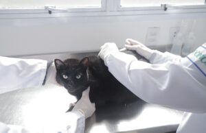 Vacinação antirrábica gratuita para cães e gatos é intensificada em Barueri durante Julho Dourado