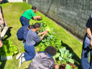 Jovens atendidos na Fundação Casa promovem primeiras colheitas do projeto Horta e levam alimentos a familiares