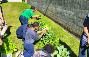 Jovens atendidos na Fundação Casa promovem primeiras colheitas do projeto Horta e levam alimentos a familiares