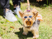 Cãominhada de Barueri acontece sábado e reforça importância da adoção responsável