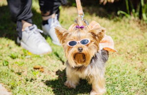 Cãominhada de Barueri acontece sábado e reforça importância da adoção responsável